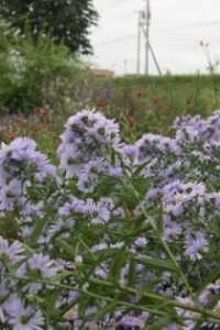 アスター・ジョリージャンパー asutar jyori jyanpa秋に開花の植物｜かすいの花市場 by kasui＠幕別町