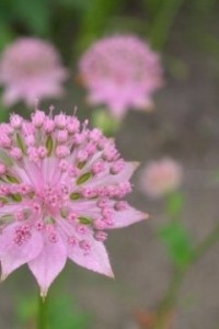 拡大する
